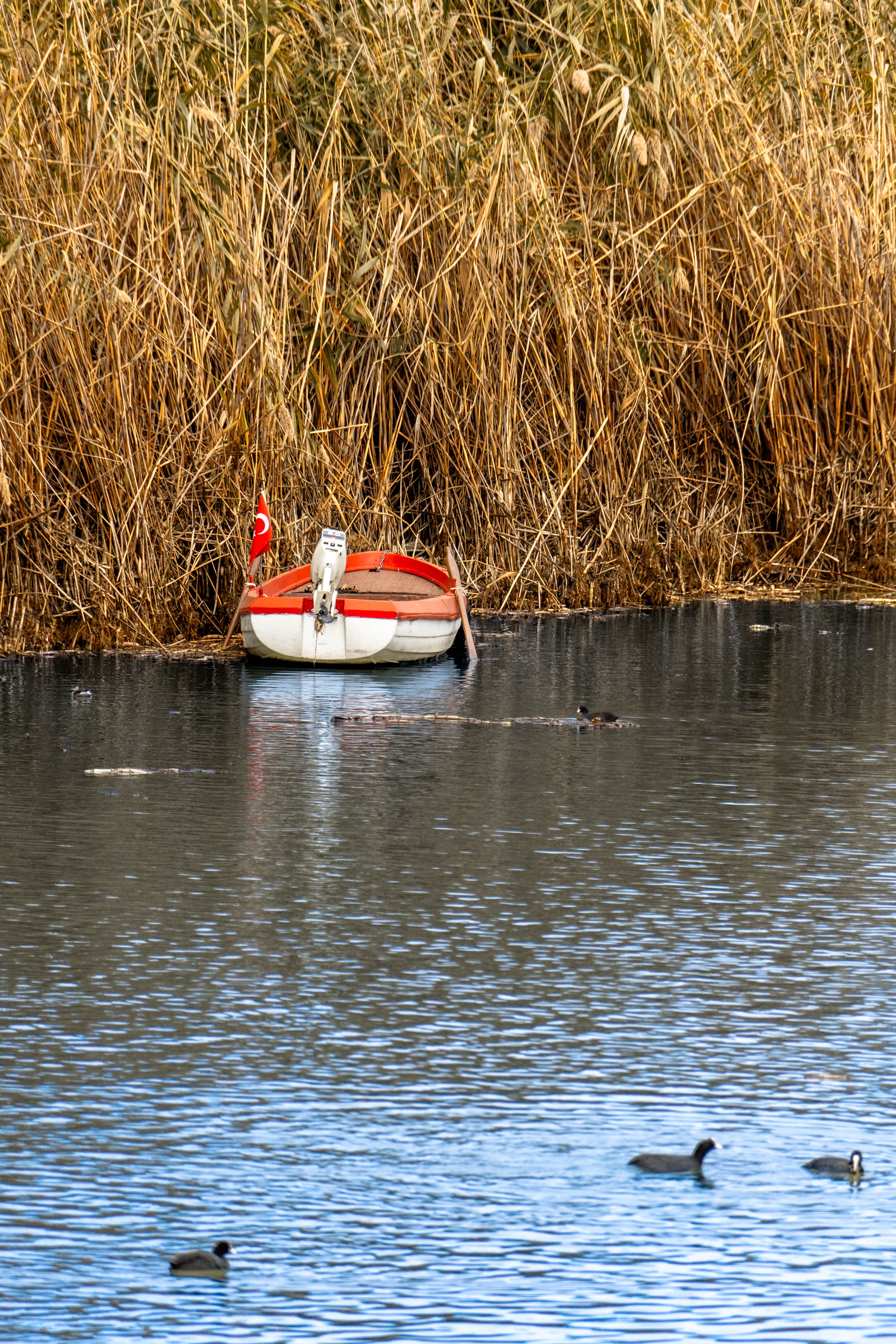 Serene Lake Scene with Rowboat and Coots · Free Stock Photo