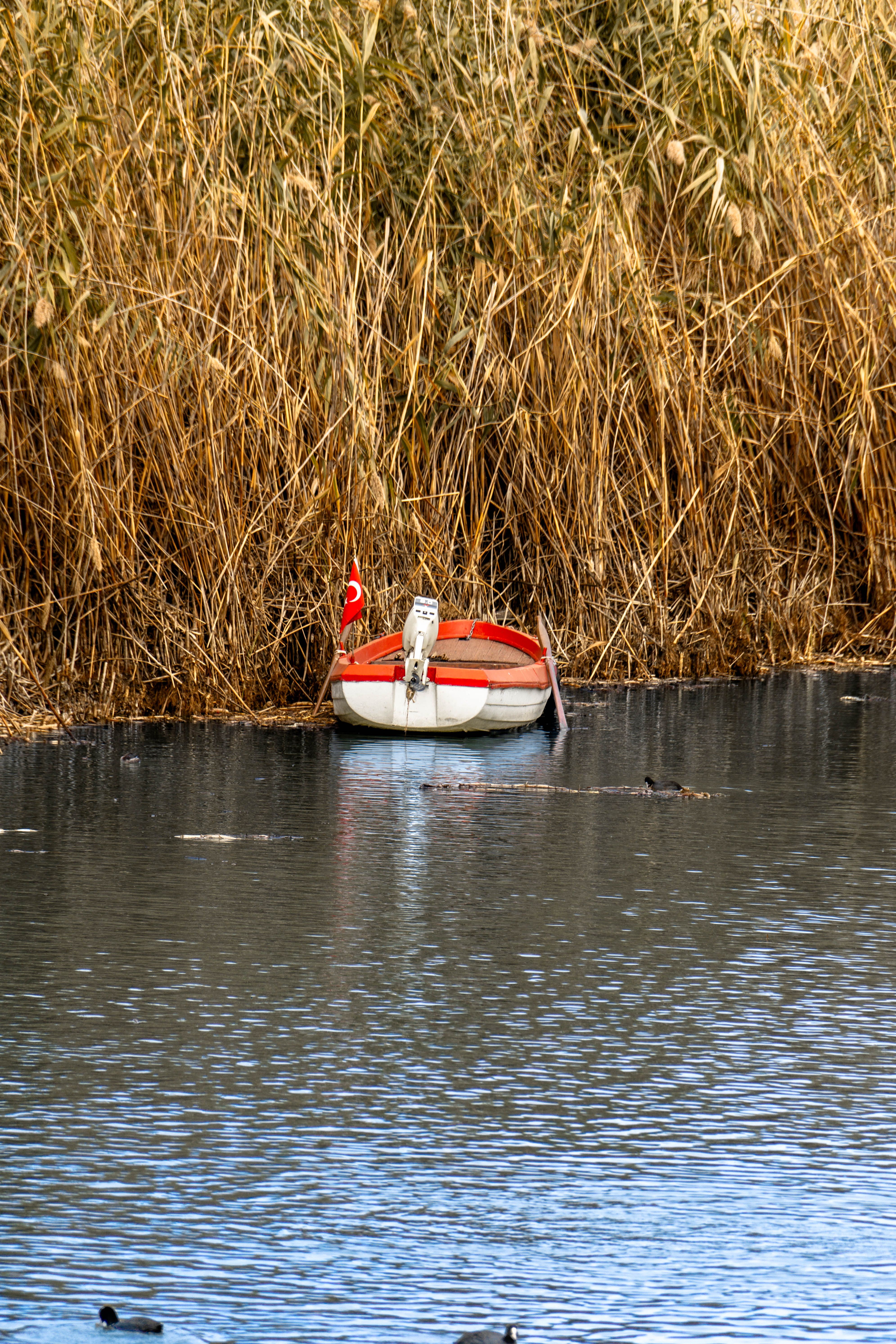 Serene Boat on a Calm Lake Amidst Reeds · Free Stock Photo