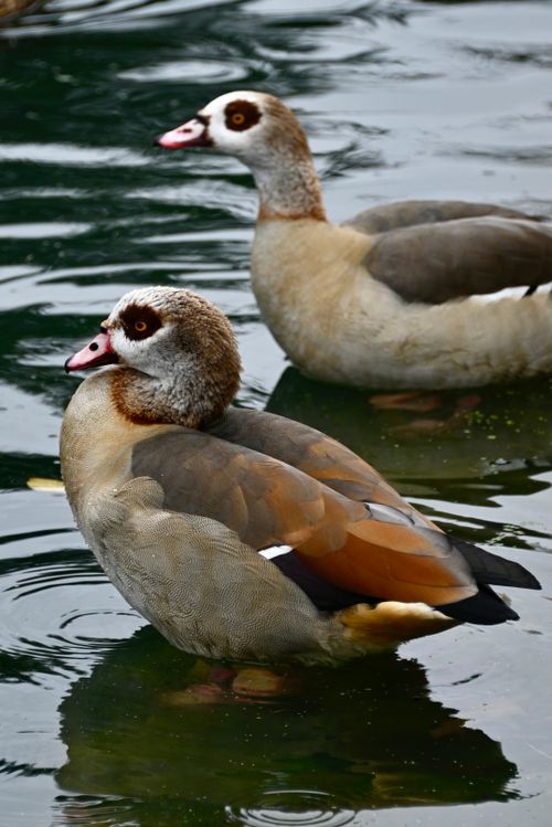 Free Two Egyptian geese glide peacefully across a pond in the UK, showcasing their vibrant plumage. Stock Photo