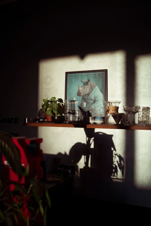 Free A sunlit indoor shelf with rhino art, plants, and glasses casting dramatic shadows. Stock Photo