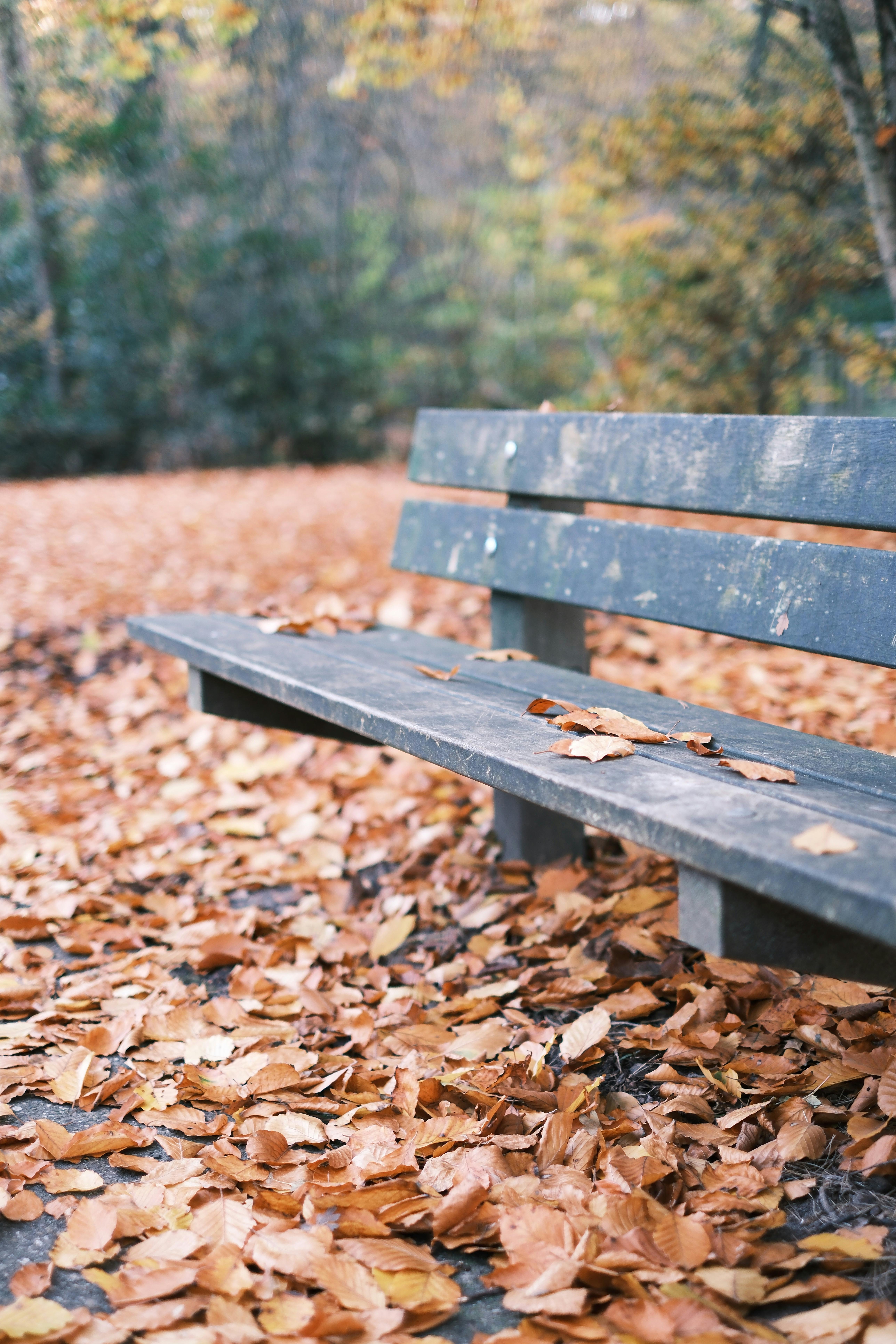 An empty park bench surrounded by fallen autumn leaves in a serene forest setting.