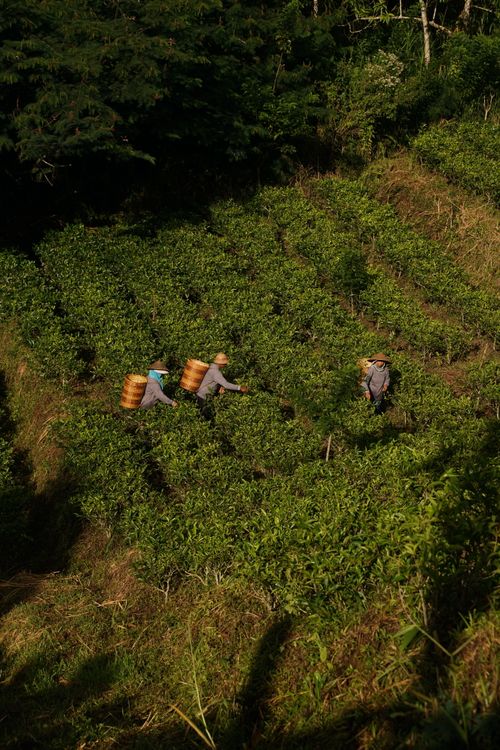 Free Three workers picking tea leaves in Bali, surrounded by lush green terraces and tropical forest. Stock Photo