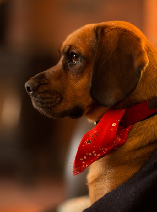 Gratis arkivbilde med beagle, bedårende, dybdeskarphet