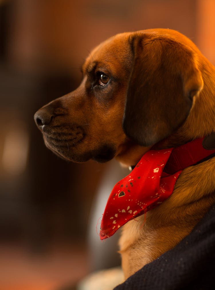 Photography Of Dog Wearing Scarf