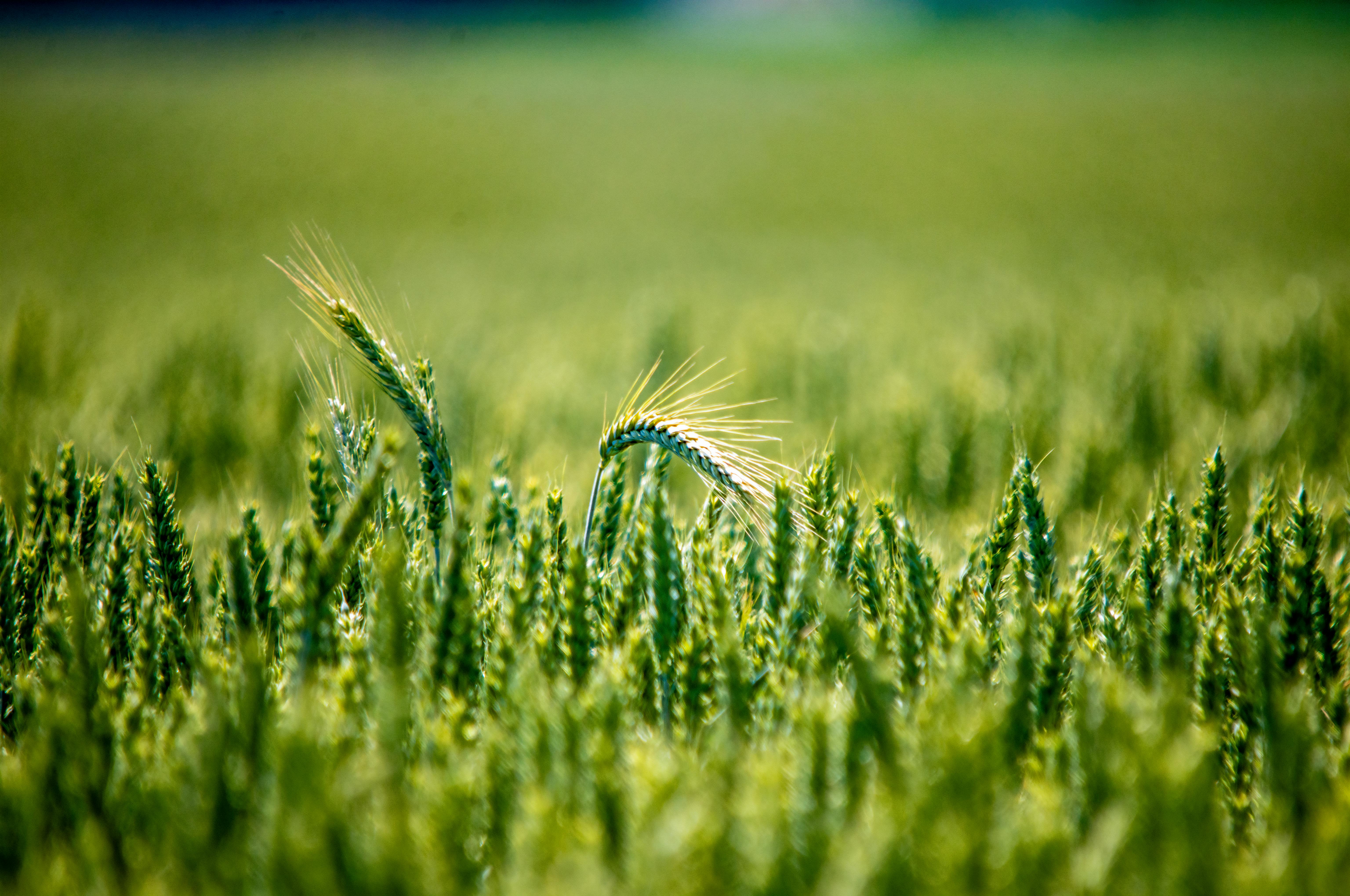 Cereal giant General Mills joins other companies in move to remove food dyes — Photo by Pawel Hordjewicz on Pexels