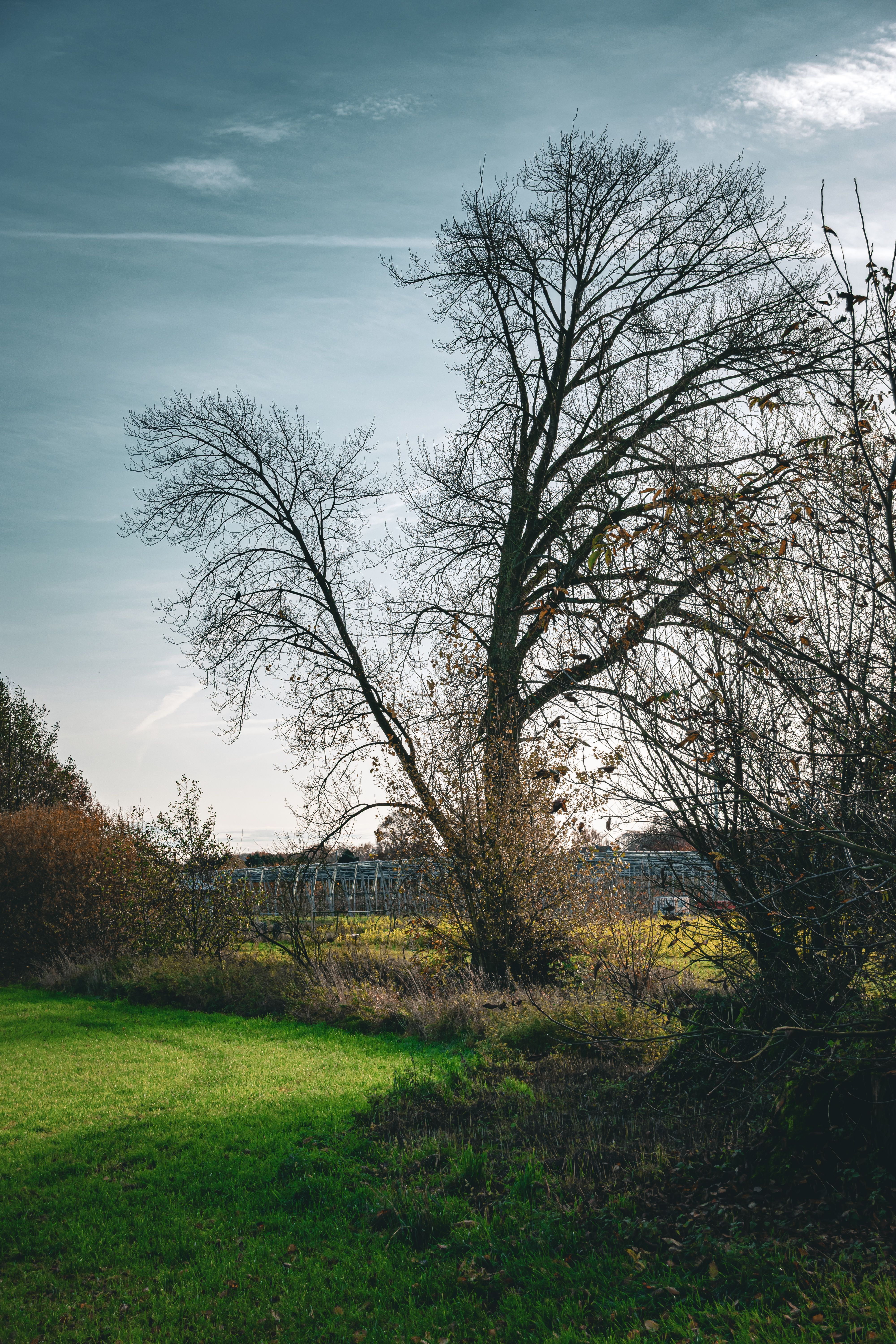 Serene Autumn Landscape with Bare Trees · Free Stock Photo
