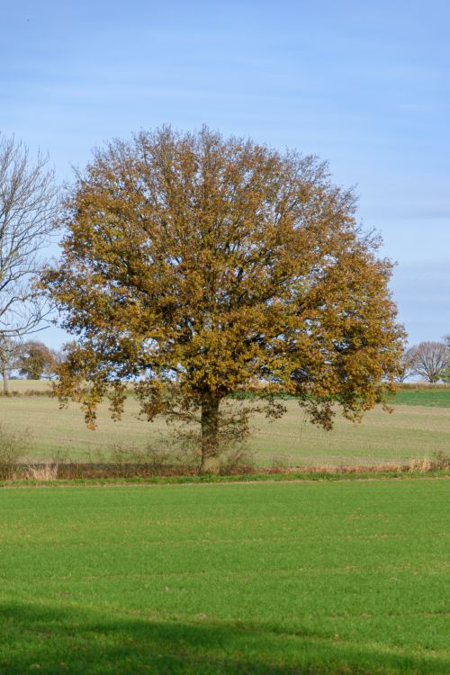 Free Majestic oak tree in a tranquil field during autumn, with clear blue skies overhead. Stock Photo