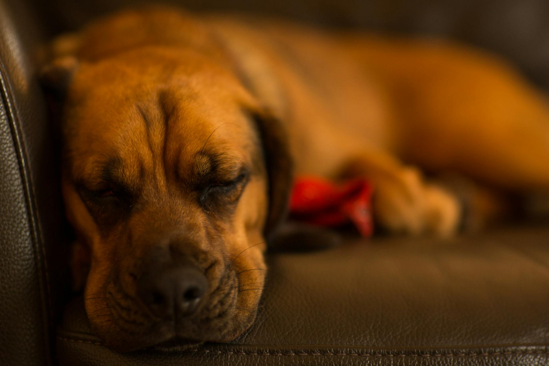 Selective Focus of Tan Dog Lying on Sofa