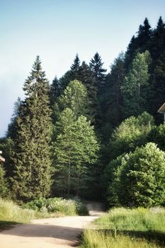 A calm forest pathway surrounded by lush greenery and tall trees under a clear sky in summer.