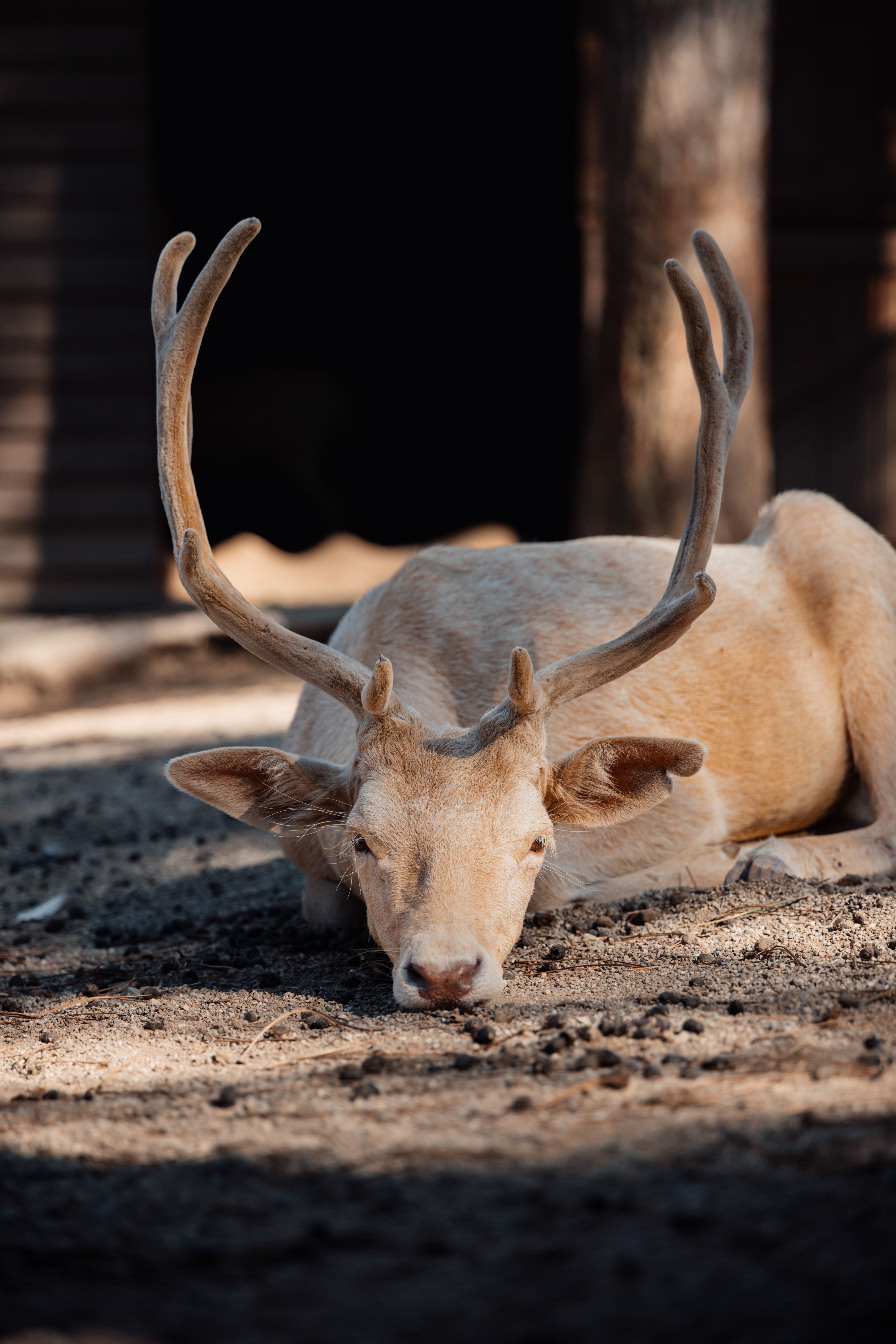 Foto de stock gratuita sobre al aire libre, ambiente de madera, animal ...