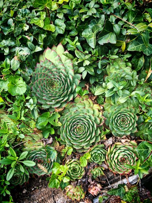 Free A lush arrangement of green succulents with spiral patterns in a garden. Stock Photo