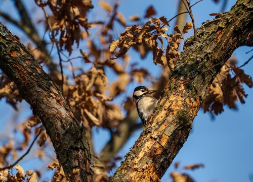 Free Great Spotted Woodpecker perched on a tree with autumn leaves against a clear blue sky. Stock Photo