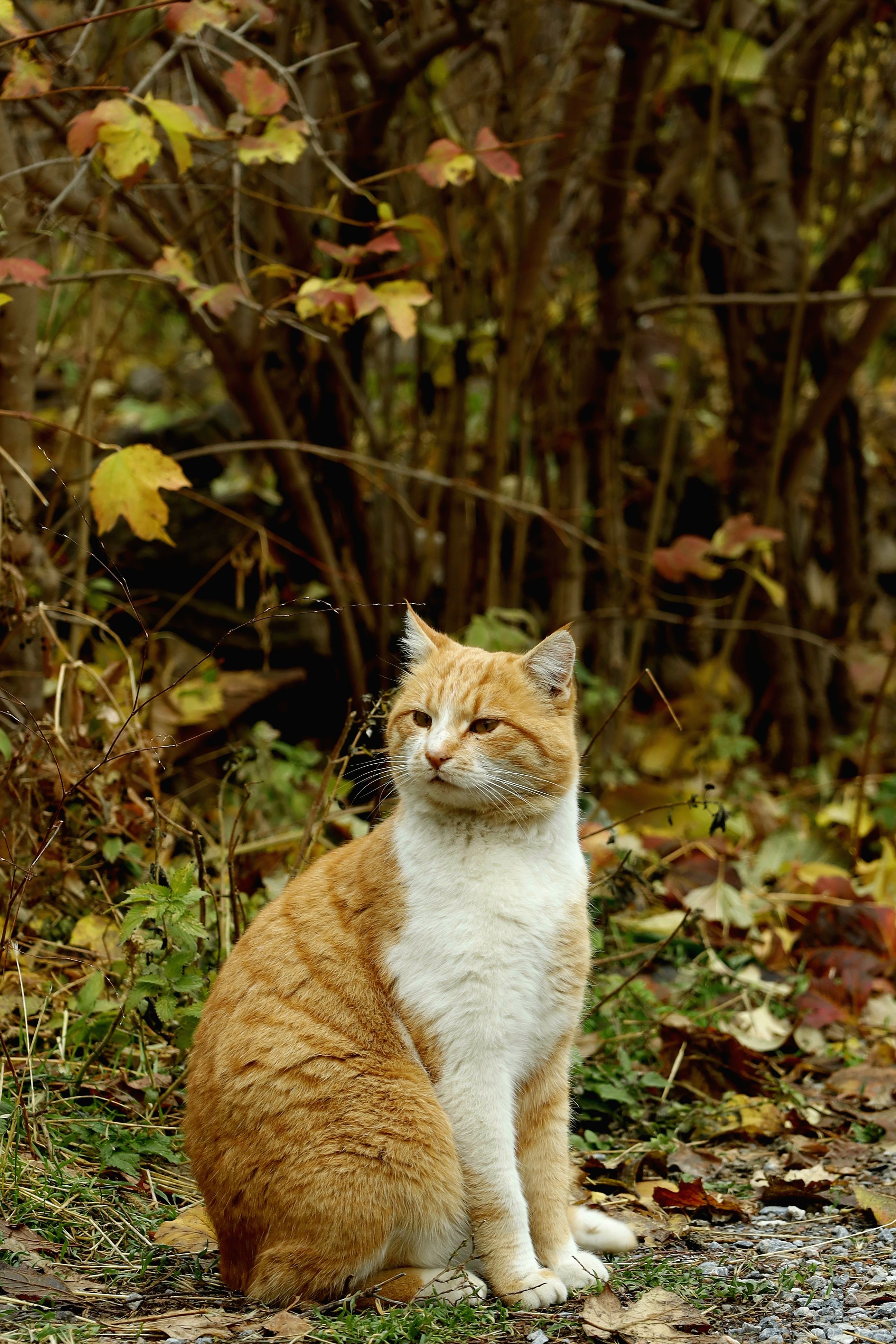 Ginger Cat in Autumn Foliage Outdoors · Free Stock Photo