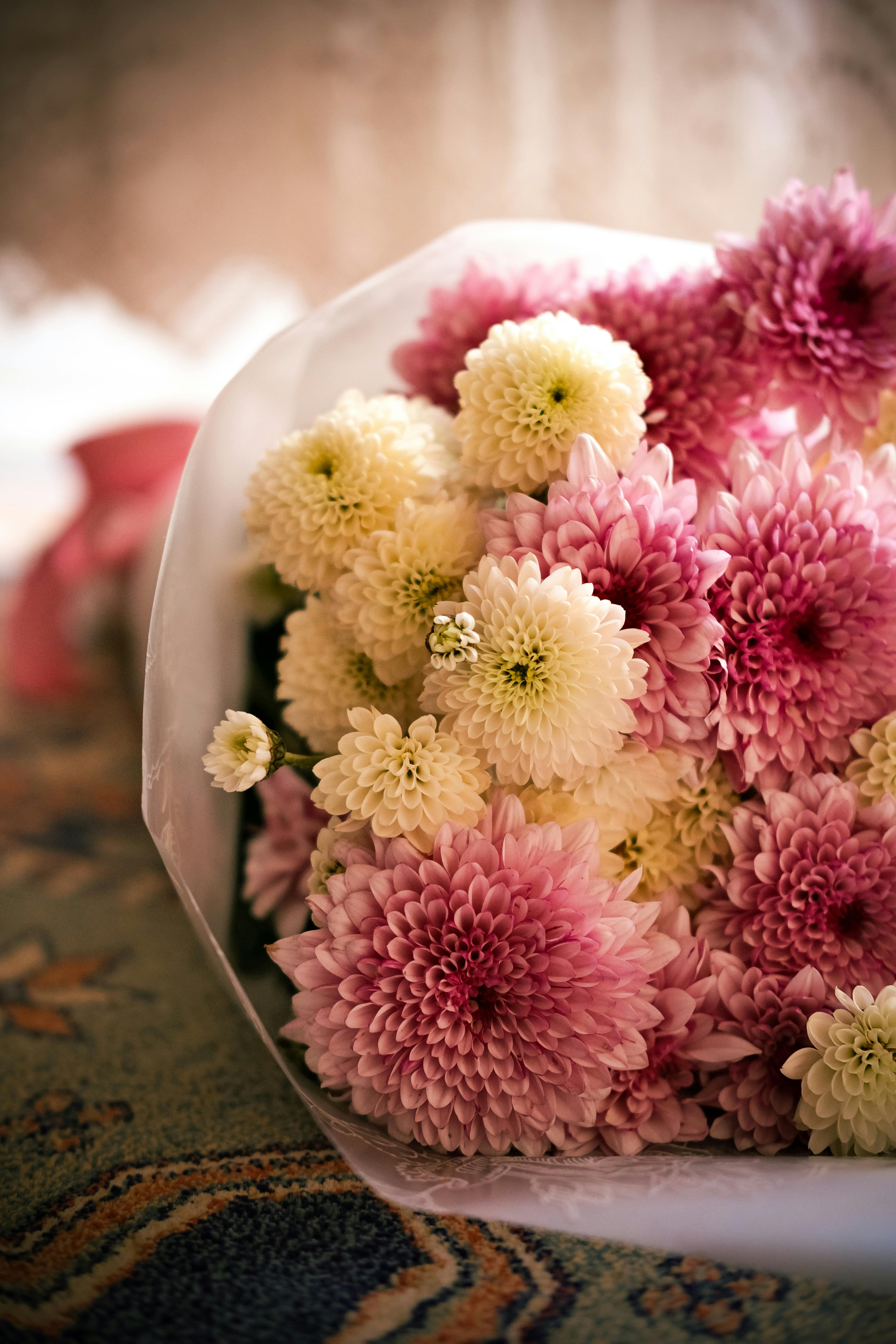 [ColoSach]-elegant-bouquet-of-pink-and-white-chrysanthemums-perfect-for-celebrations-and-special-occasions.