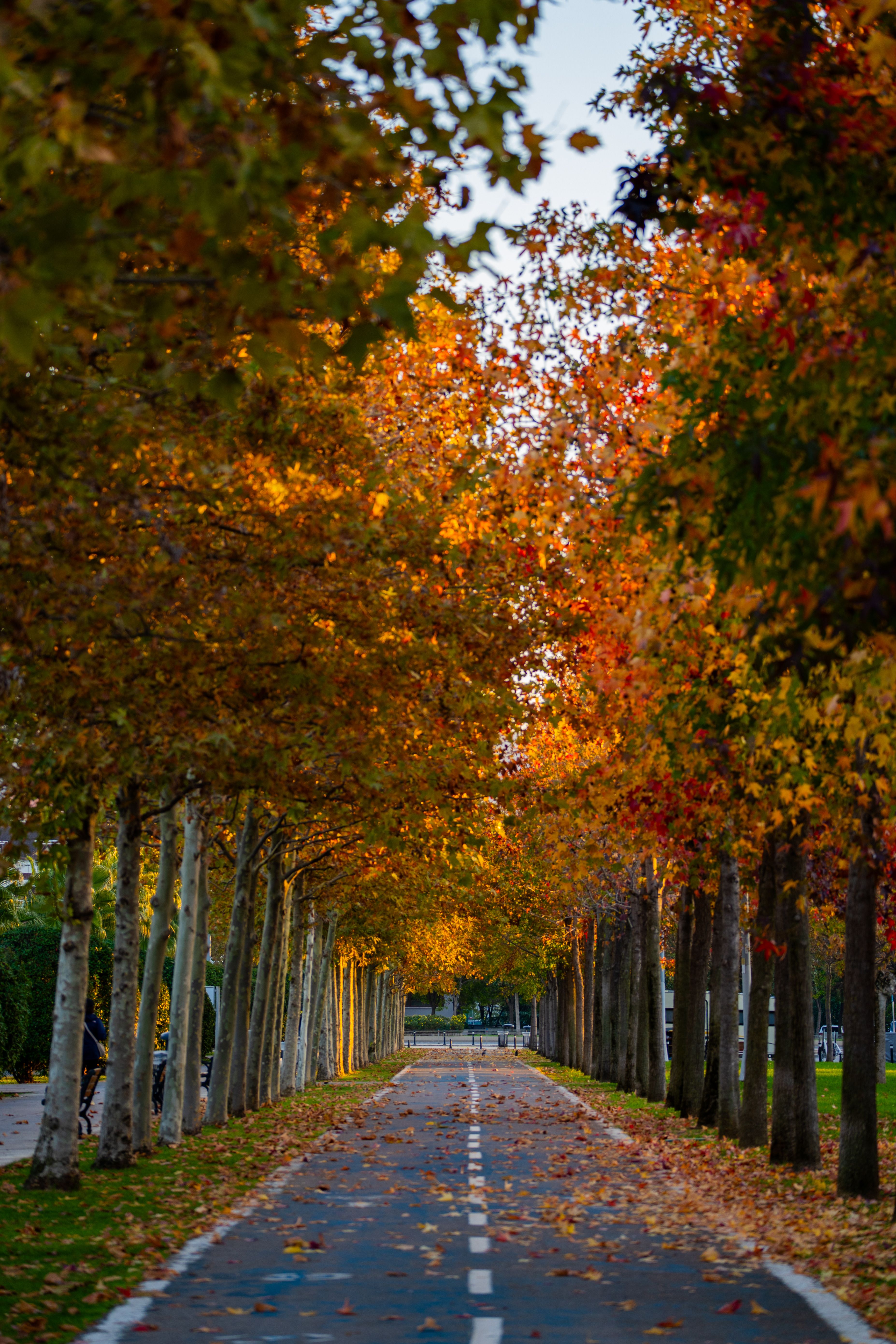 Scenic Autumn Pathway Lined with Vibrant Trees · Free Stock Photo