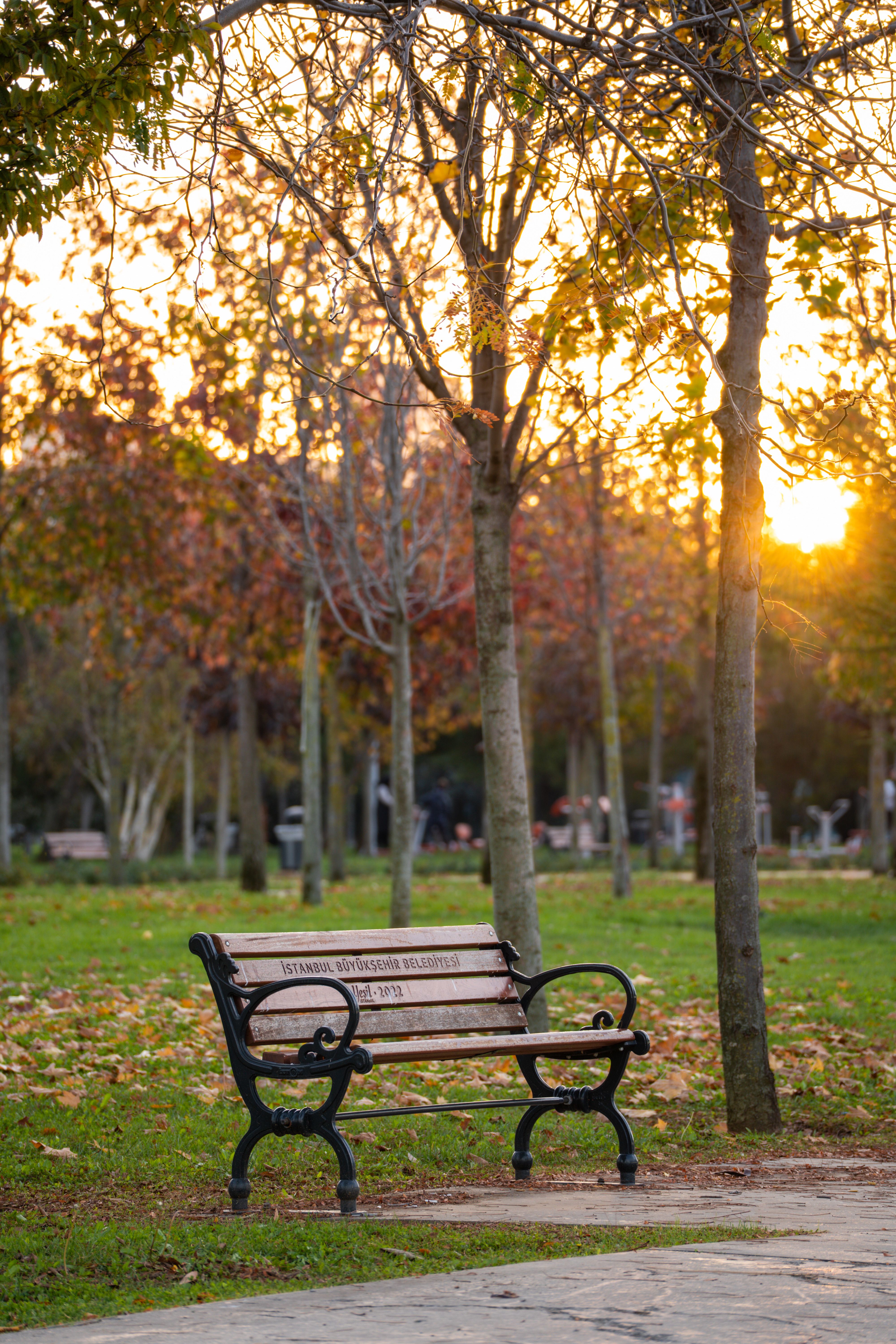 full body workout for beginners — Serene Park Bench at Autumn Sunset · Free. Photo: Pexels