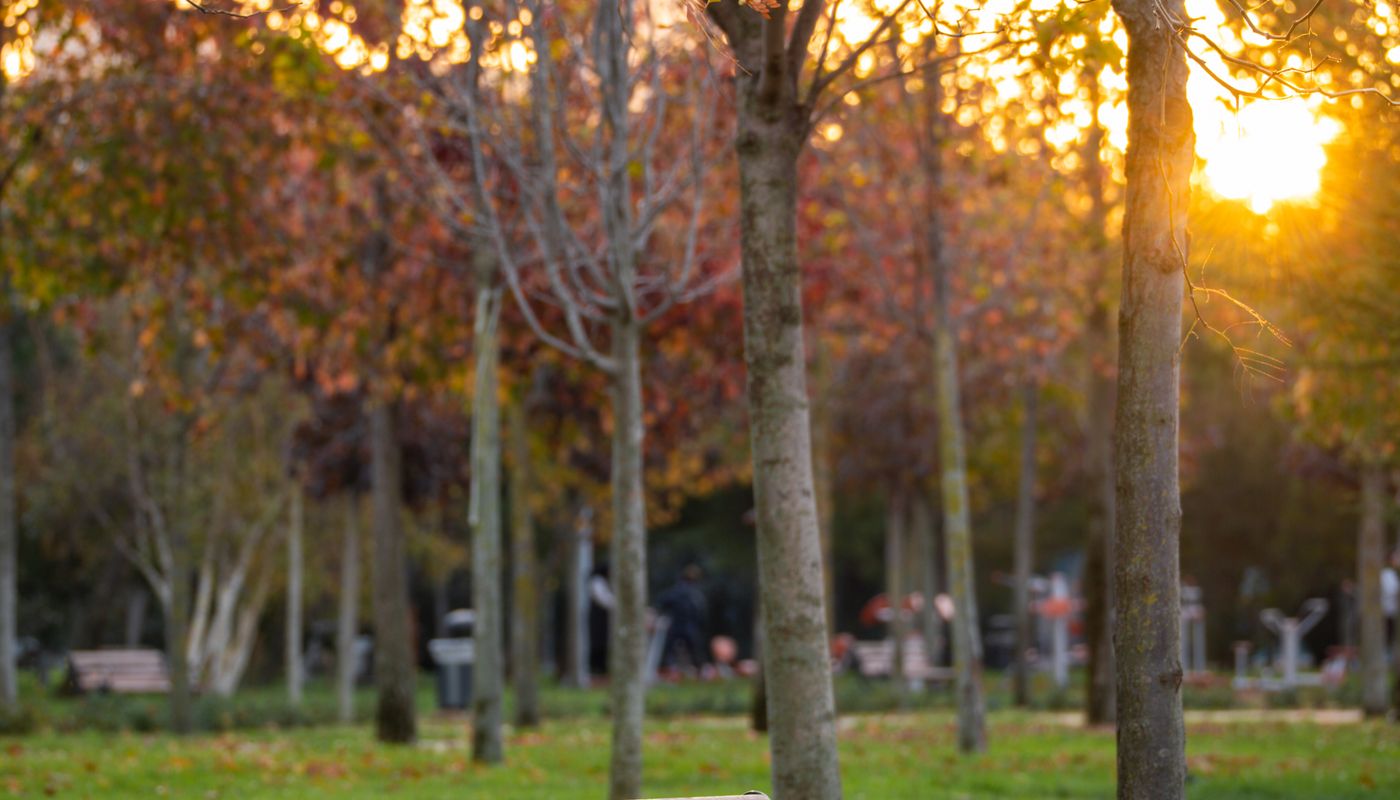 full body workout for beginners — Serene Park Bench at Autumn Sunset · Free. Photo: Pexels