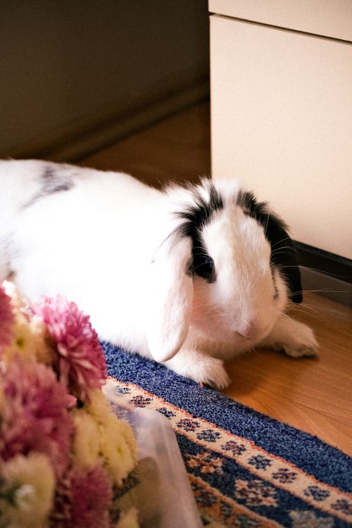 Free A cute white rabbit with black spots relaxing indoors on a patterned rug. Stock Photo