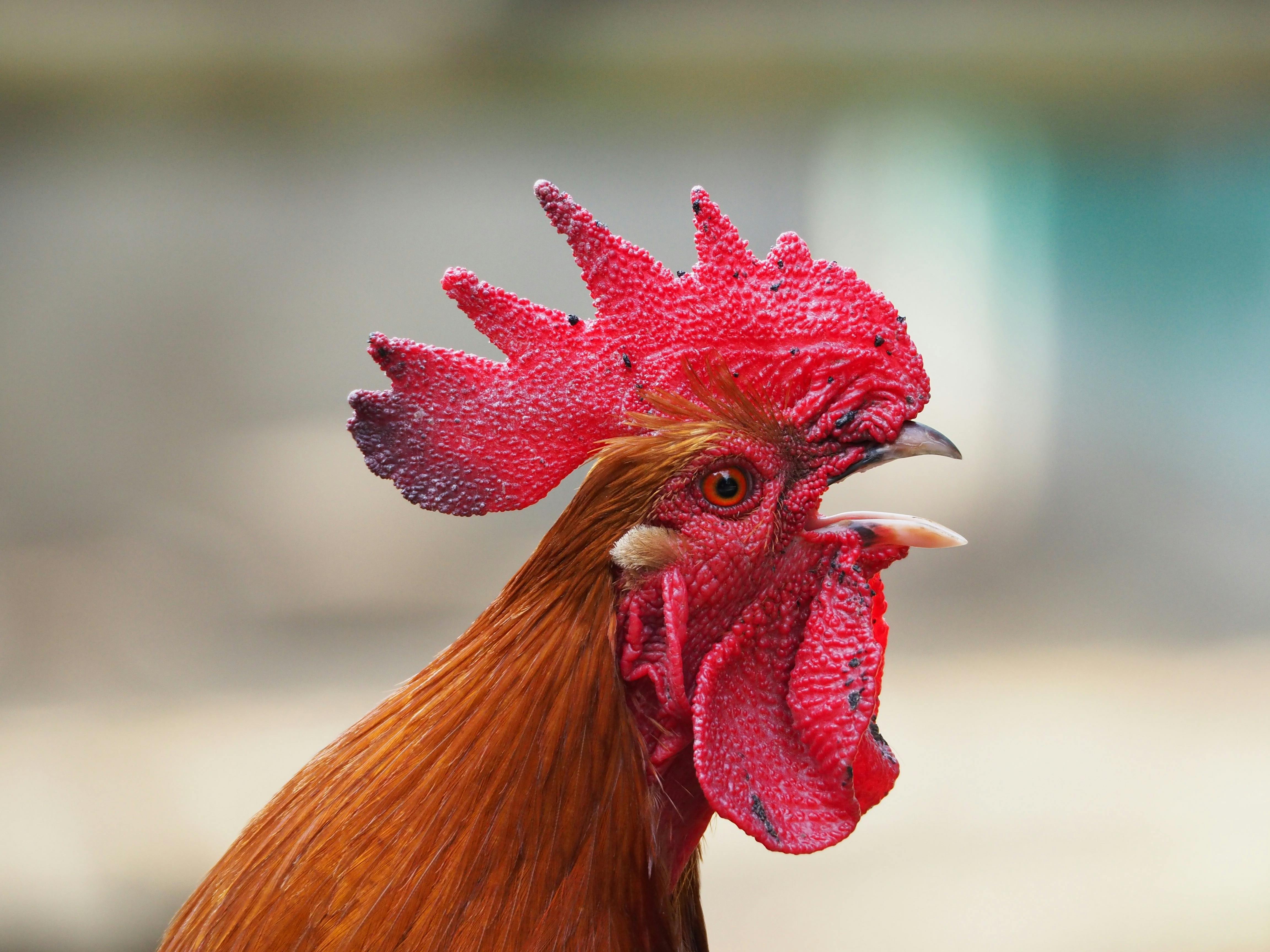 Selective-photography of Rooster
