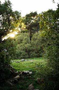 Serene forest landscape with sunlight peeking through the trees in İzmir, Türkiye.