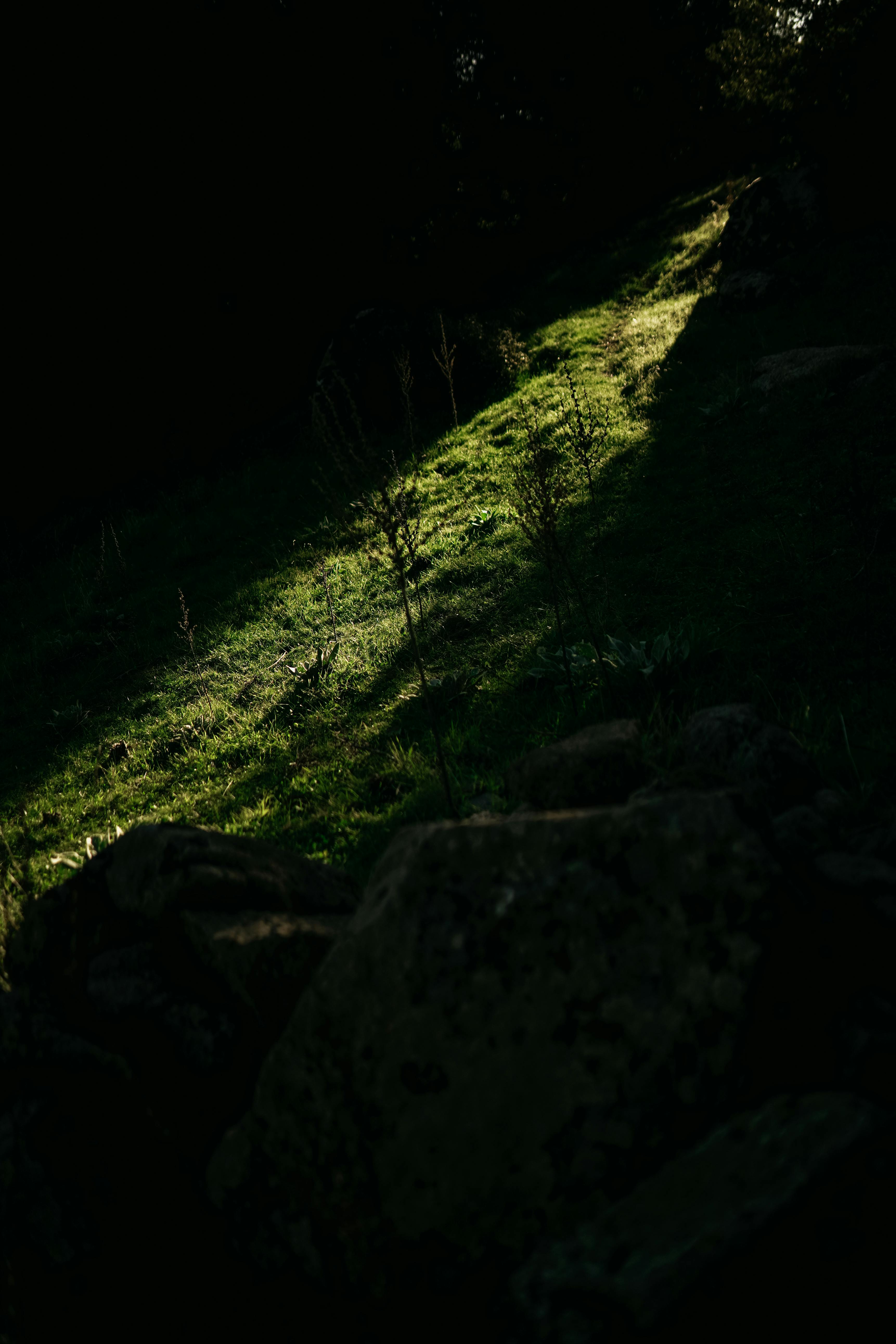 De franc Un raig de sol espectacular il·lumina un exuberant camí verd en un bosc dens, creant un contrast sorprenent amb les ombres. Foto d'estoc