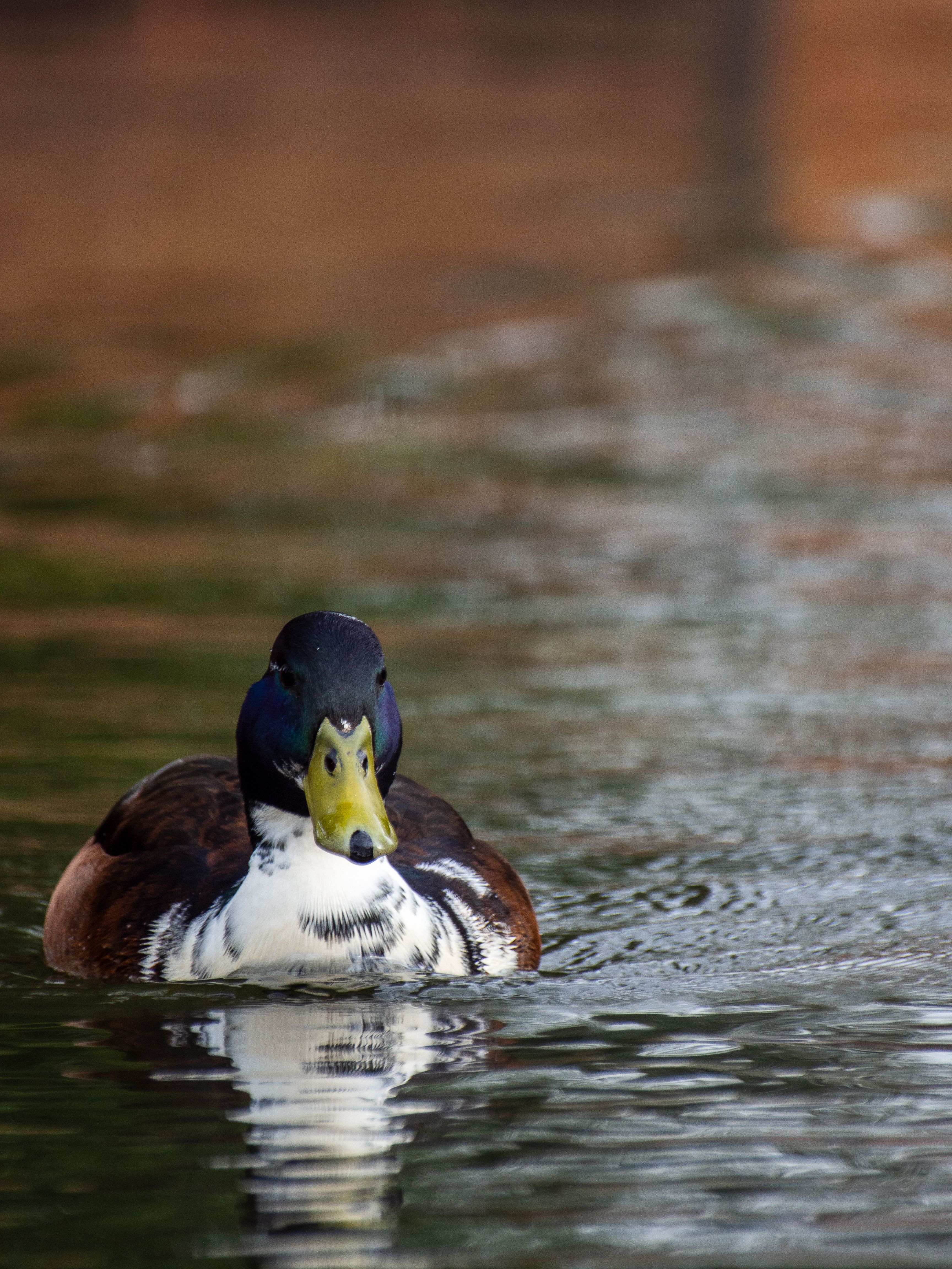 A lone mallard duck gliding gracefully across serene water reflecting its vibrant plumage.