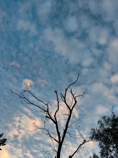 Free A bare tree silhouette against a textured blue sky filled with fluffy clouds during the day. Stock Photo