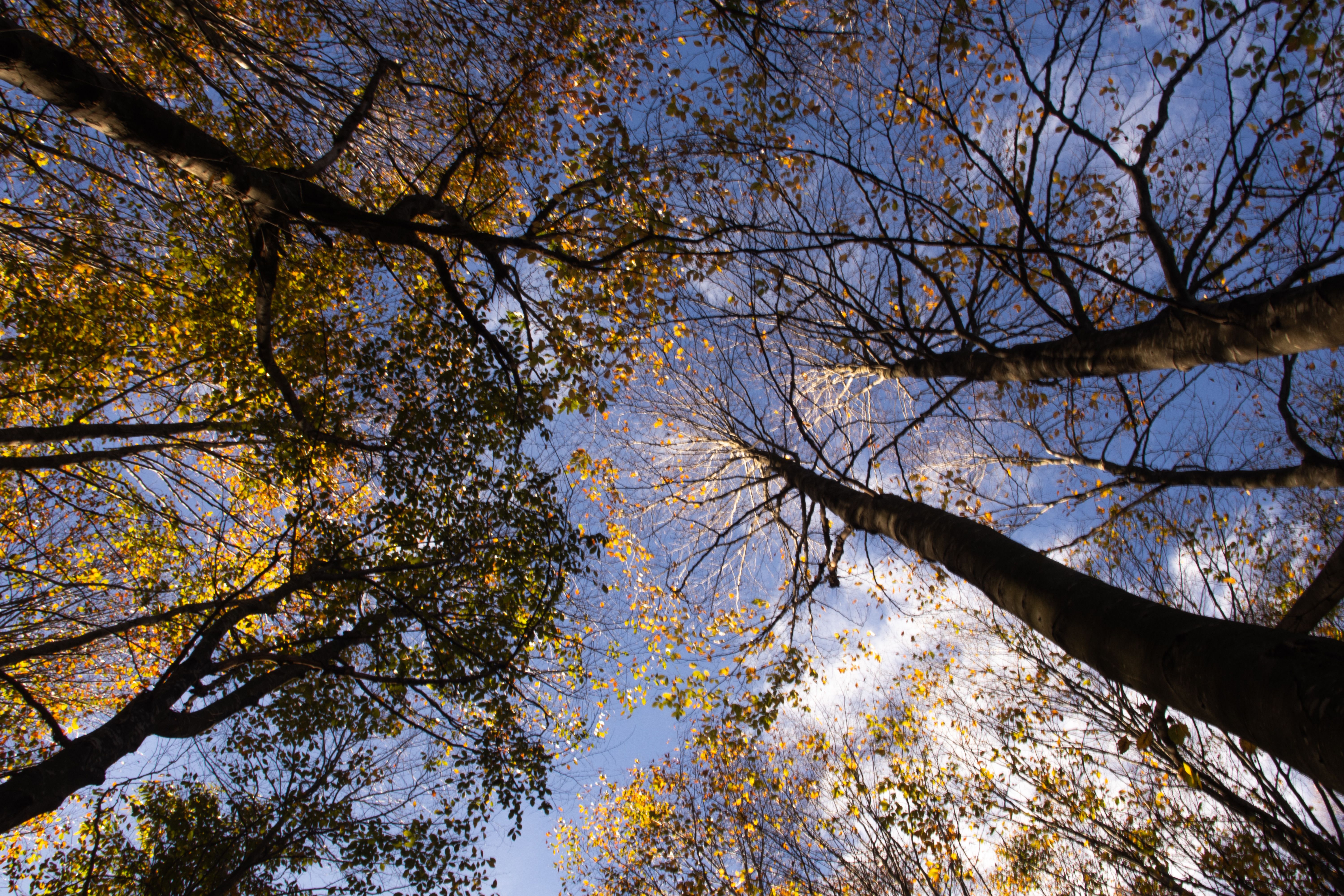 Autumn Forest Canopy with Blue Sky View · Free Stock Photo