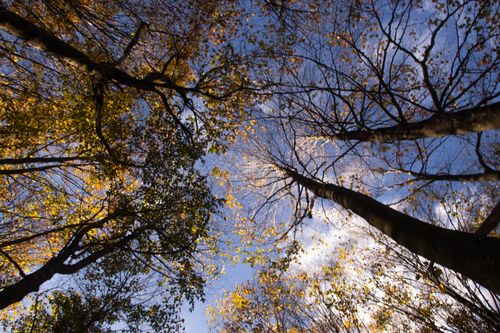 Free Upward view of autumn leaves against a blue sky, capturing fall beauty. Stock Photo