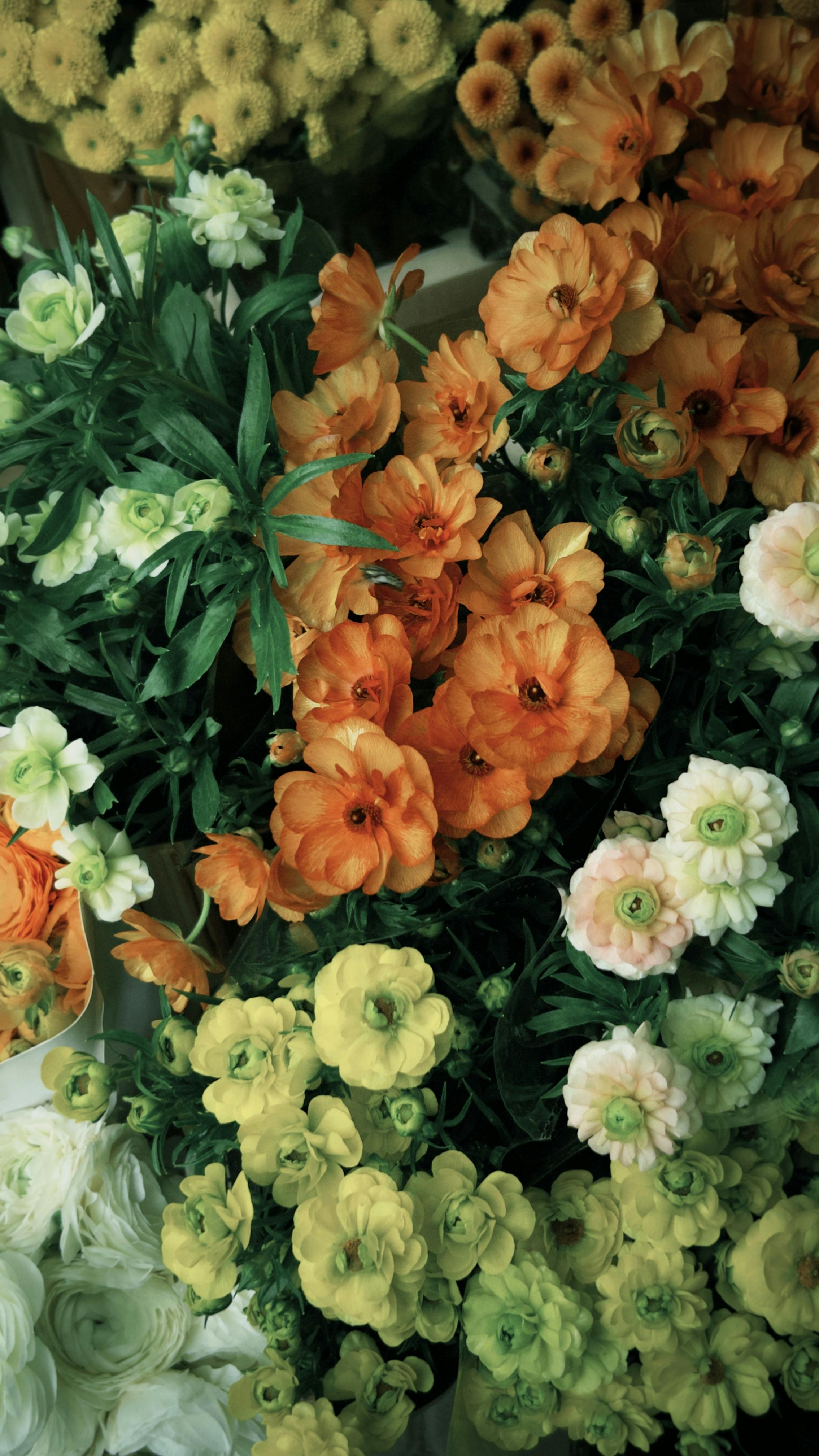[ColoSach]-a-vibrant-collection-of-blooming-ranunculus-flowers-in-various-colors,-creating-a-lively-and-fresh-atmosphere.