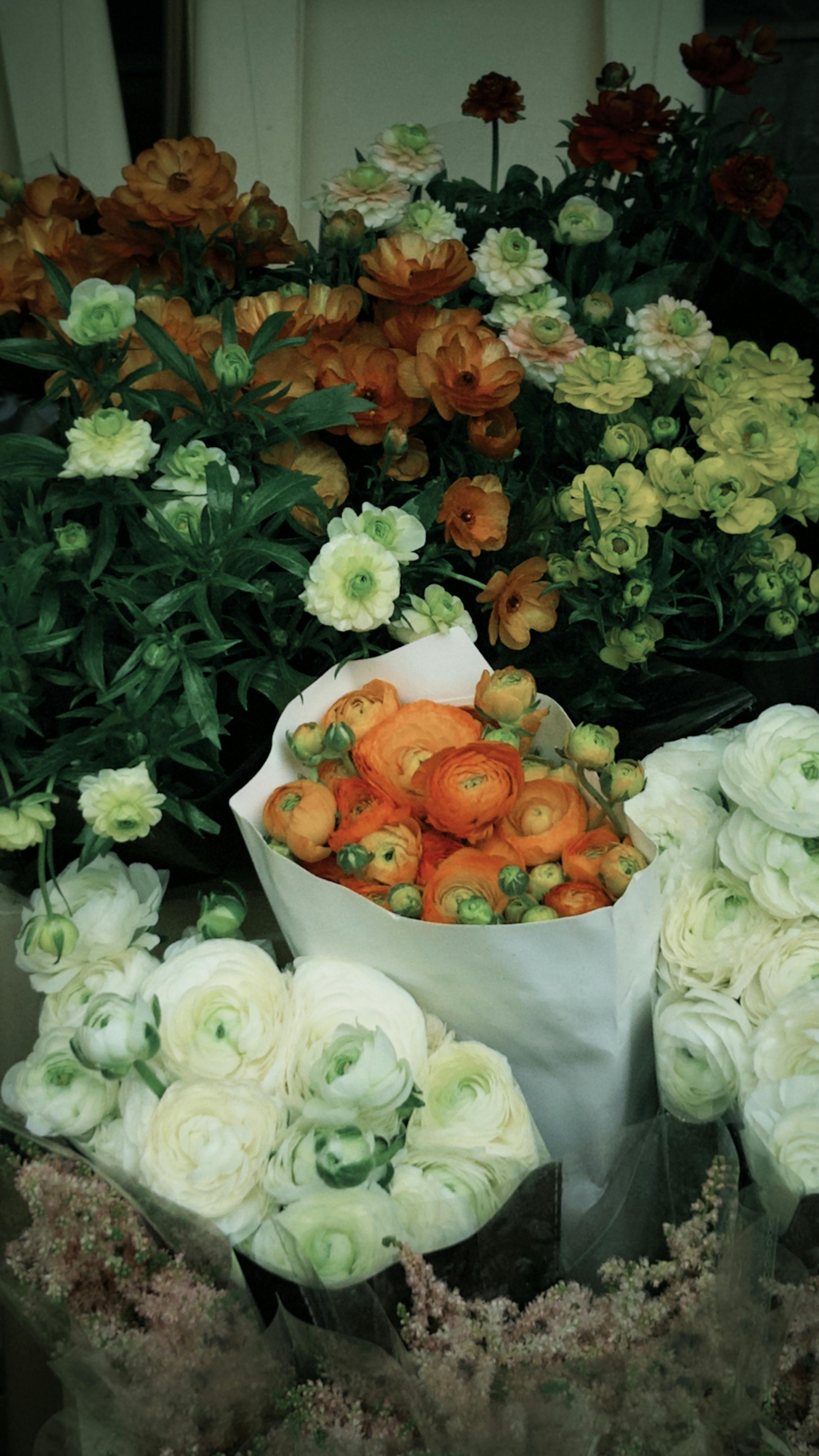 [ColoSach]-a-variety-of-colorful-ranunculus-flowers-in-bloom,-showcasing-spring's-vibrant-beauty.