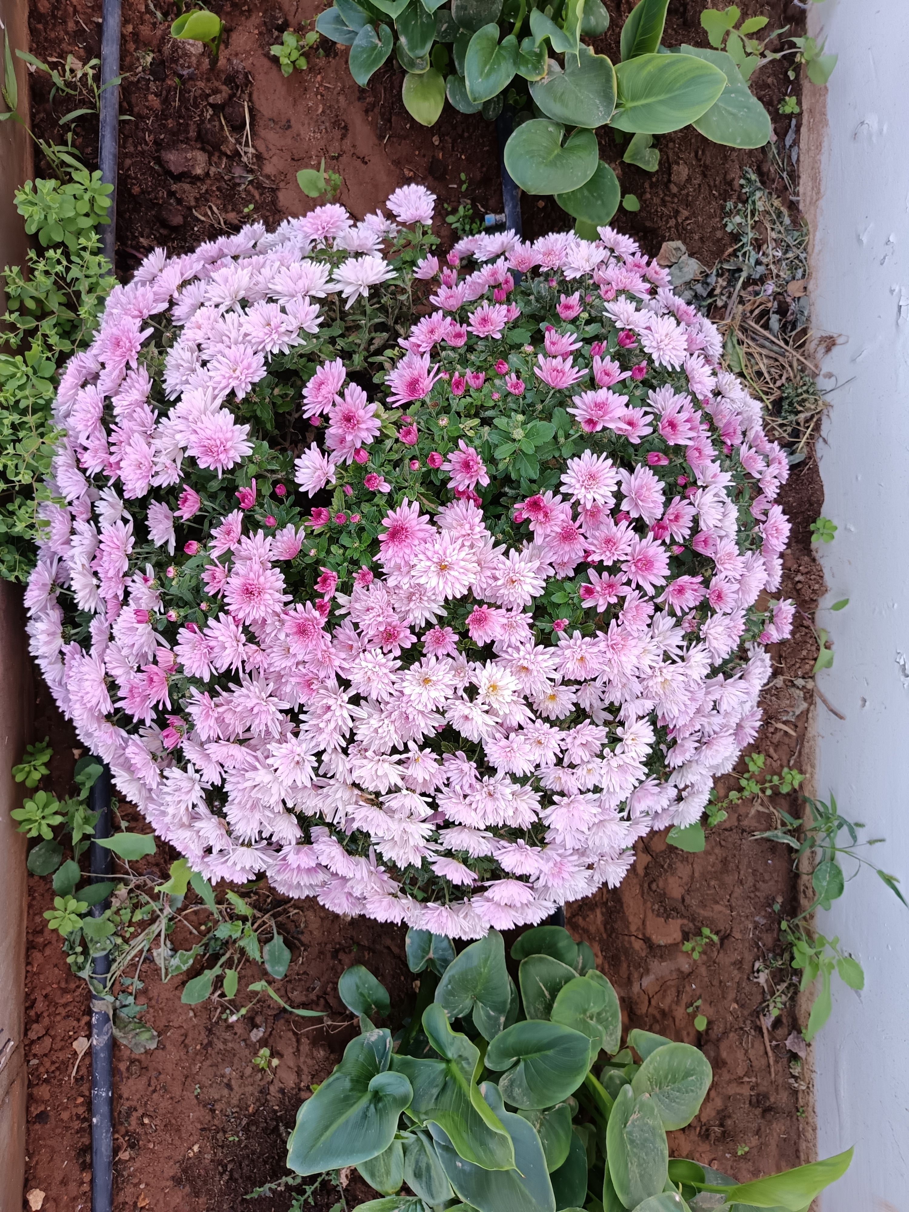 [ColoSach]-top-down-view-of-lush-pink-chrysanthemums-blooming-in-a-garden-bed,-capturing-nature's-beauty.