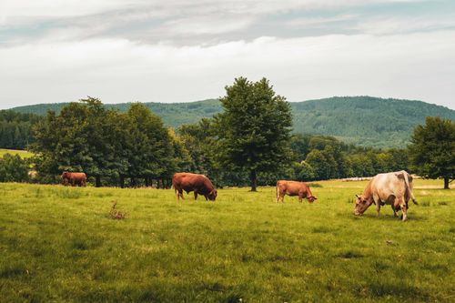 Free Cows grazing peacefully in a lush, summer field with a backdrop of green mountains and trees. Stock Photo