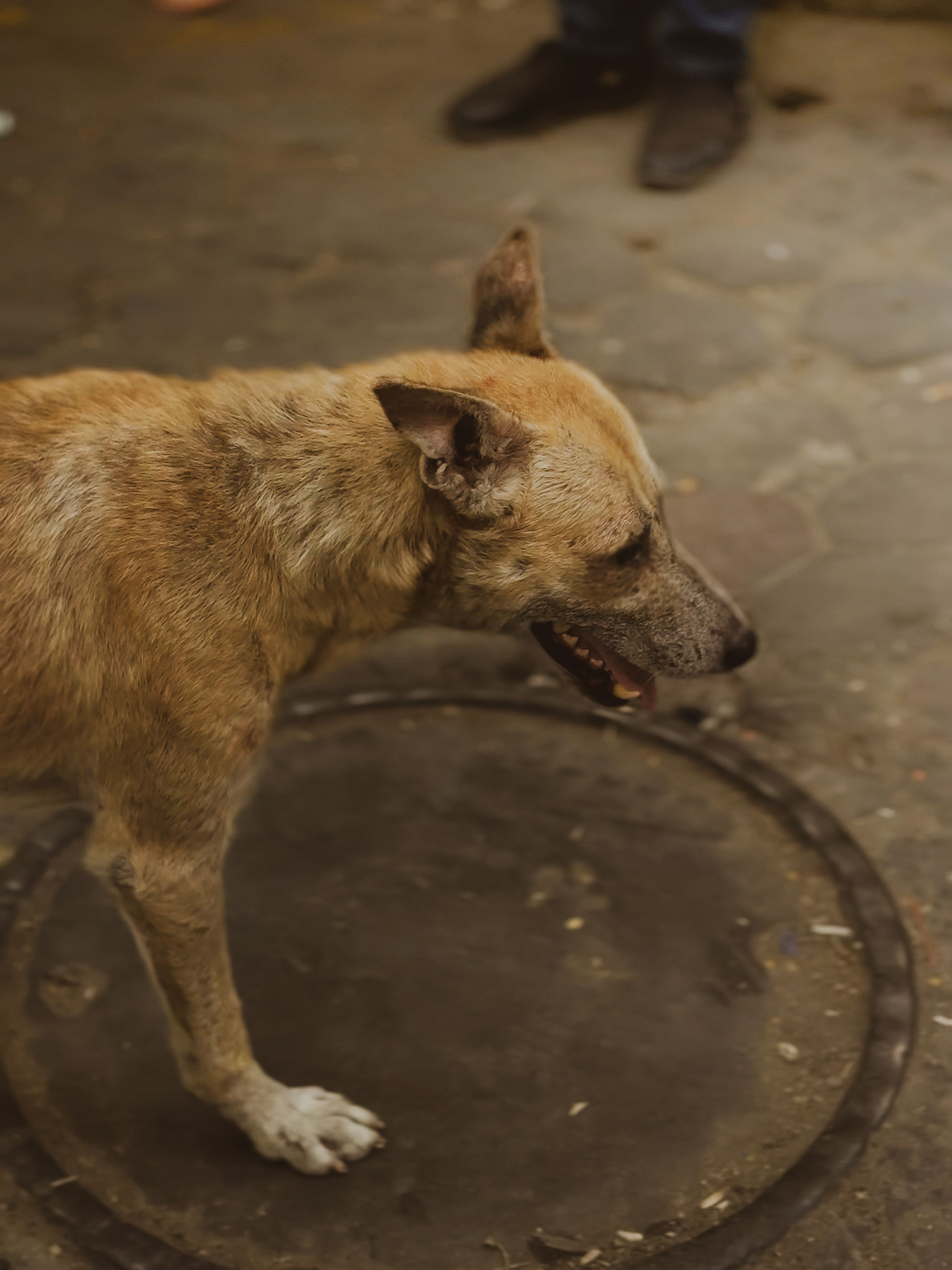 Stray Dog on Cairo Street in Warm Urban Setting · Free Stock Photo