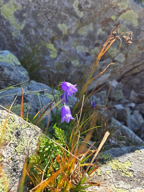 Free Vibrant purple bellflowers bloom amidst rocky mountain terrain, showcasing nature's resilience. Stock Photo