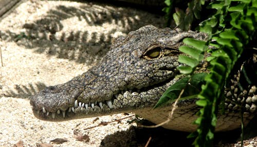 бесплатная Серый крокодил Стоковое фото