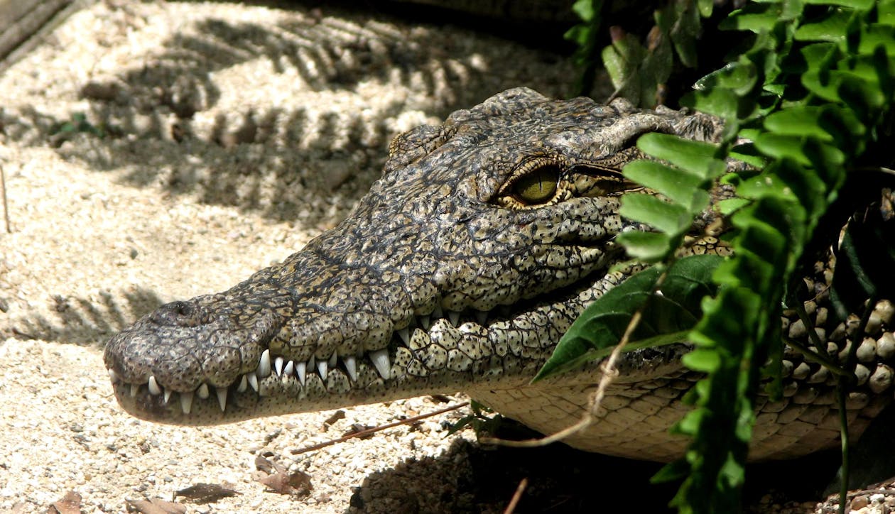 Free Gray Crocodile Stock Photo