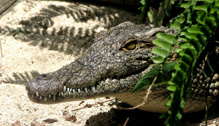 Gray Crocodile