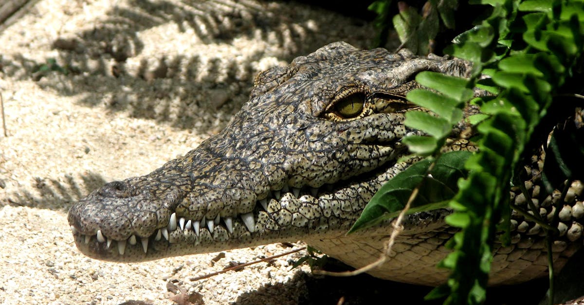 Free stock photo of alligator, amphibian, animal