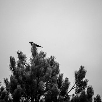 crow photo