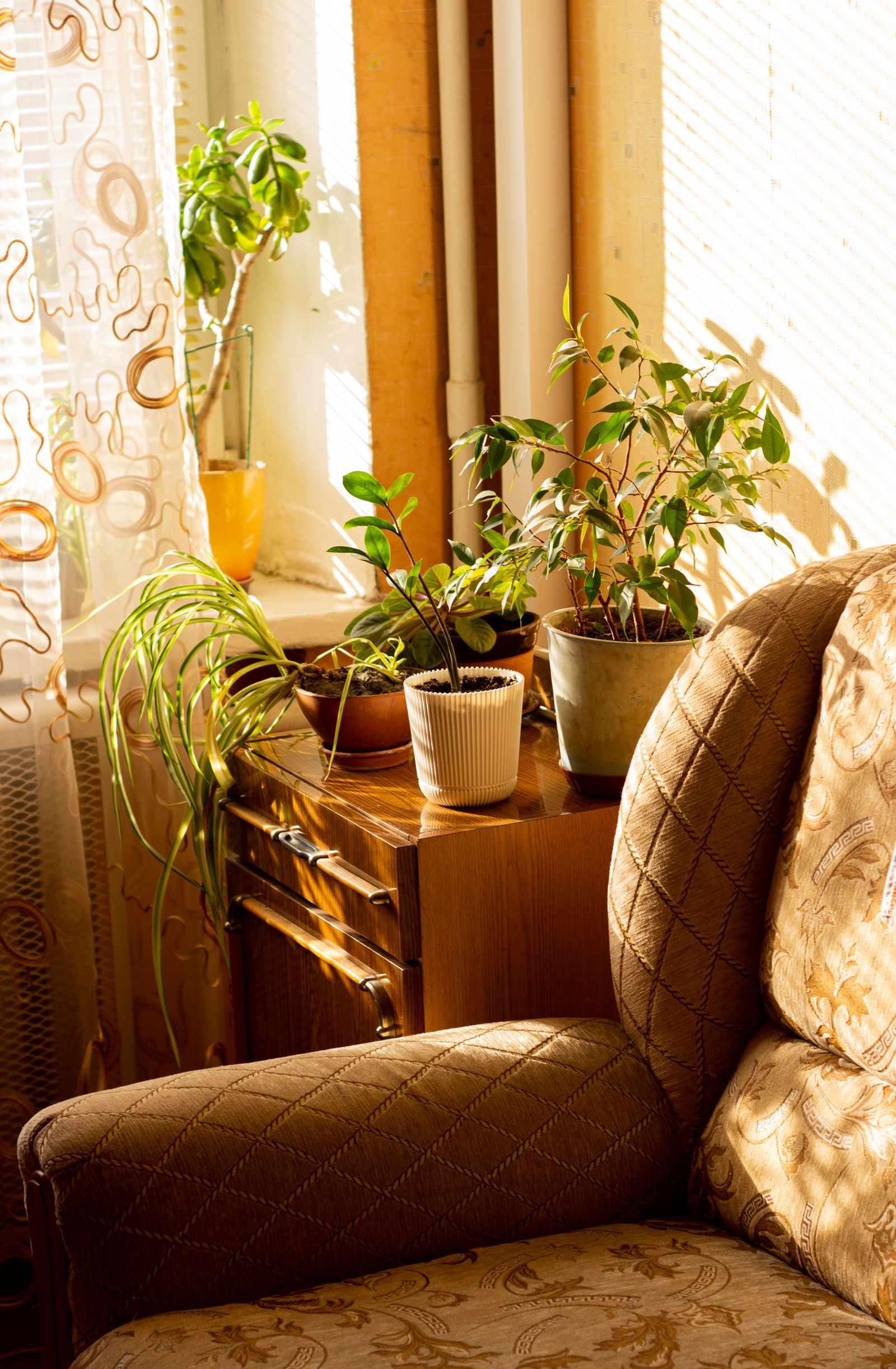 Fauteuil et plantes baignés d'une lumière dorée