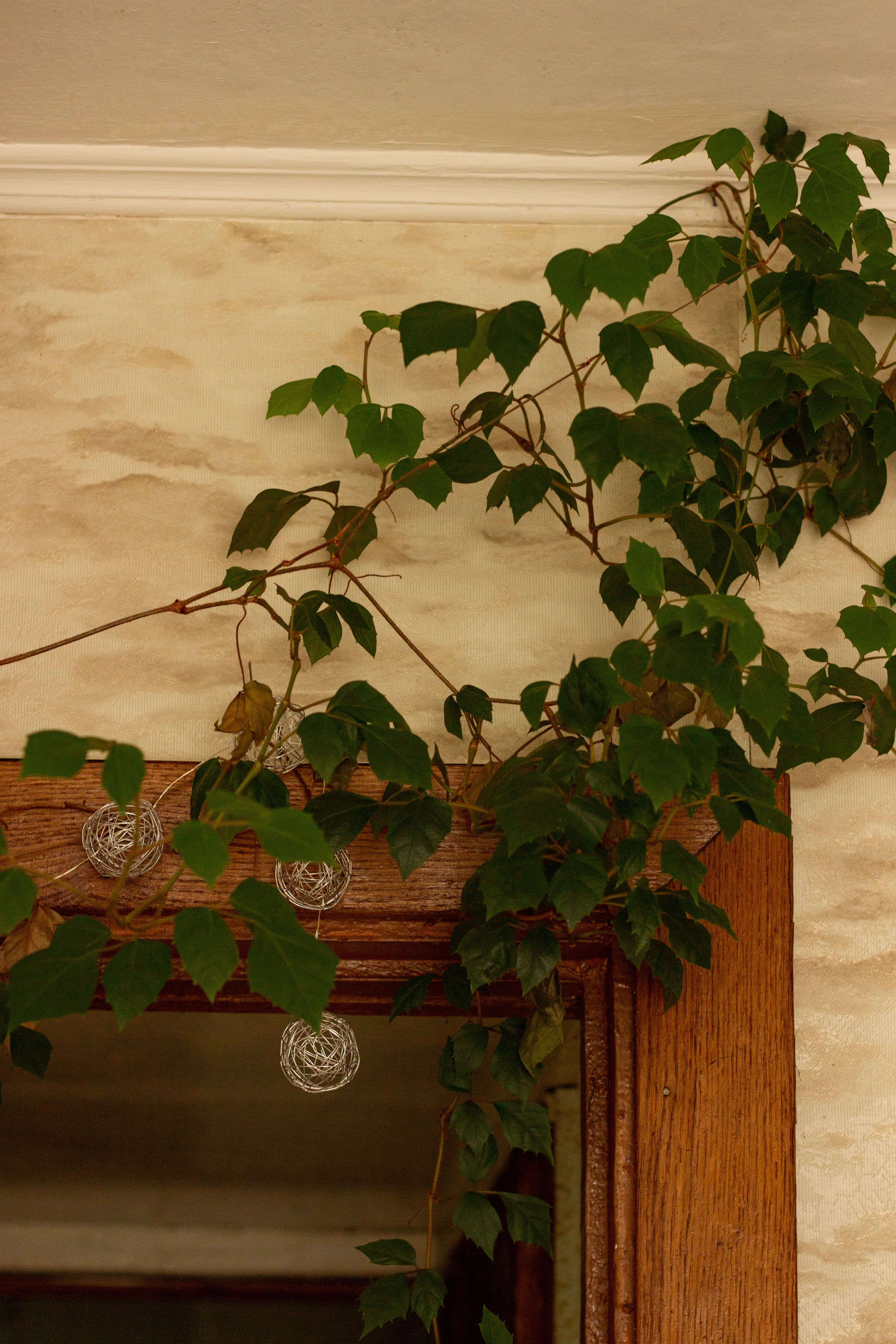 Climbing plant adorning an indoor wooden frame against a textured wall.