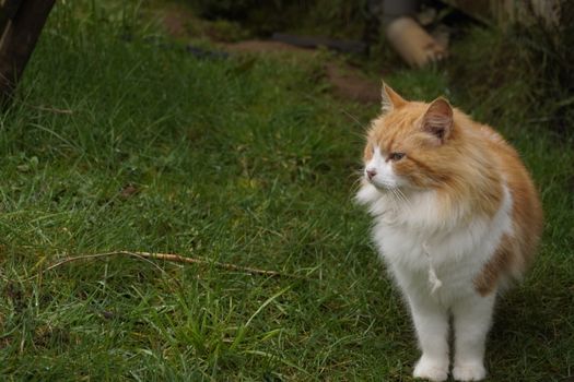 A ginger and white fluffy cat stands attentively on lush green grass outdoors.