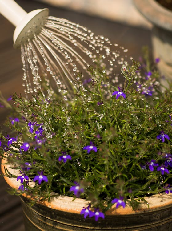 Free Person Watering Purple Flowering Plant Stock Photo