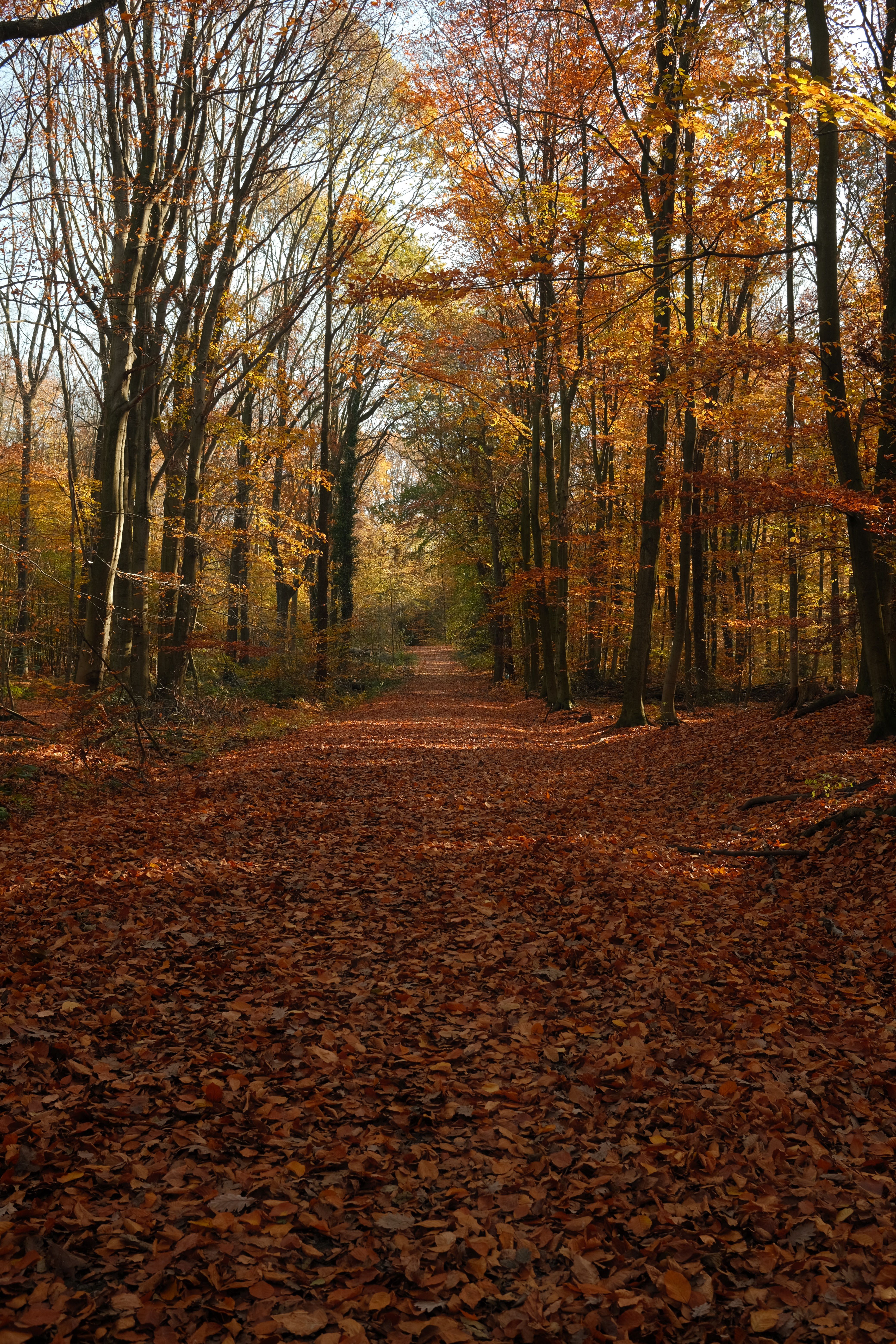 Autumn Forest Path Carpeted with Leaves · Free Stock Photo