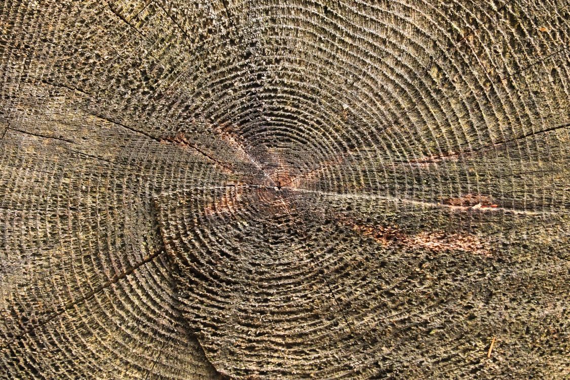 Tree Trunks With Rings Close-Up of Tree Trunk with Growth Rings · Free Stock Photo