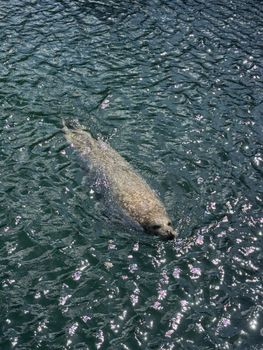 A harbor seal gracefully swims in sunlit ocean waters, creating sparkling reflections.