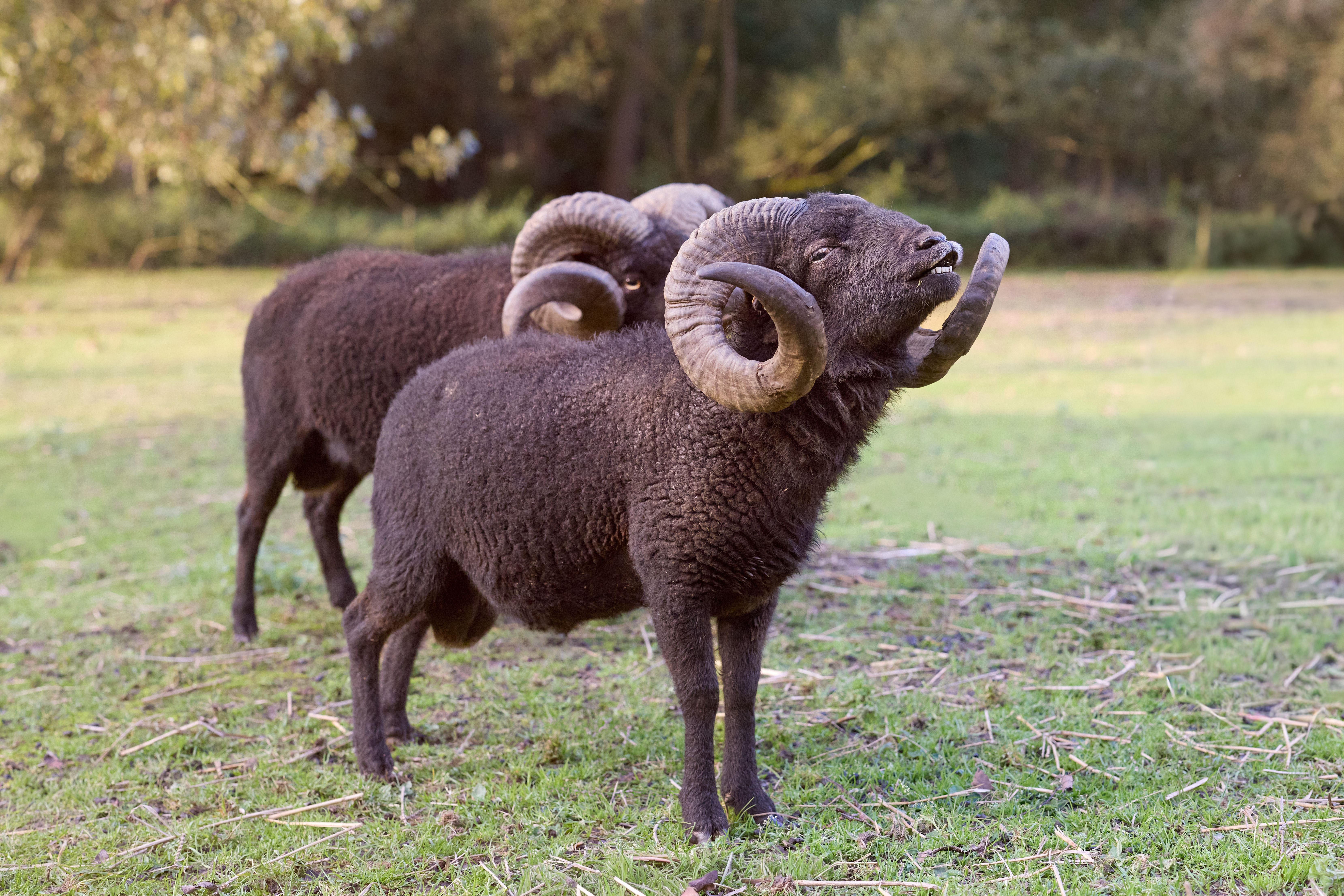 Majestic Black Rams Grazing in Sunlit Field · Free Stock Photo
