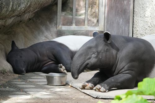 Free Two Malayan tapirs resting peacefully in a zoo enclosure, enjoying a tranquil moment. Stock Photo