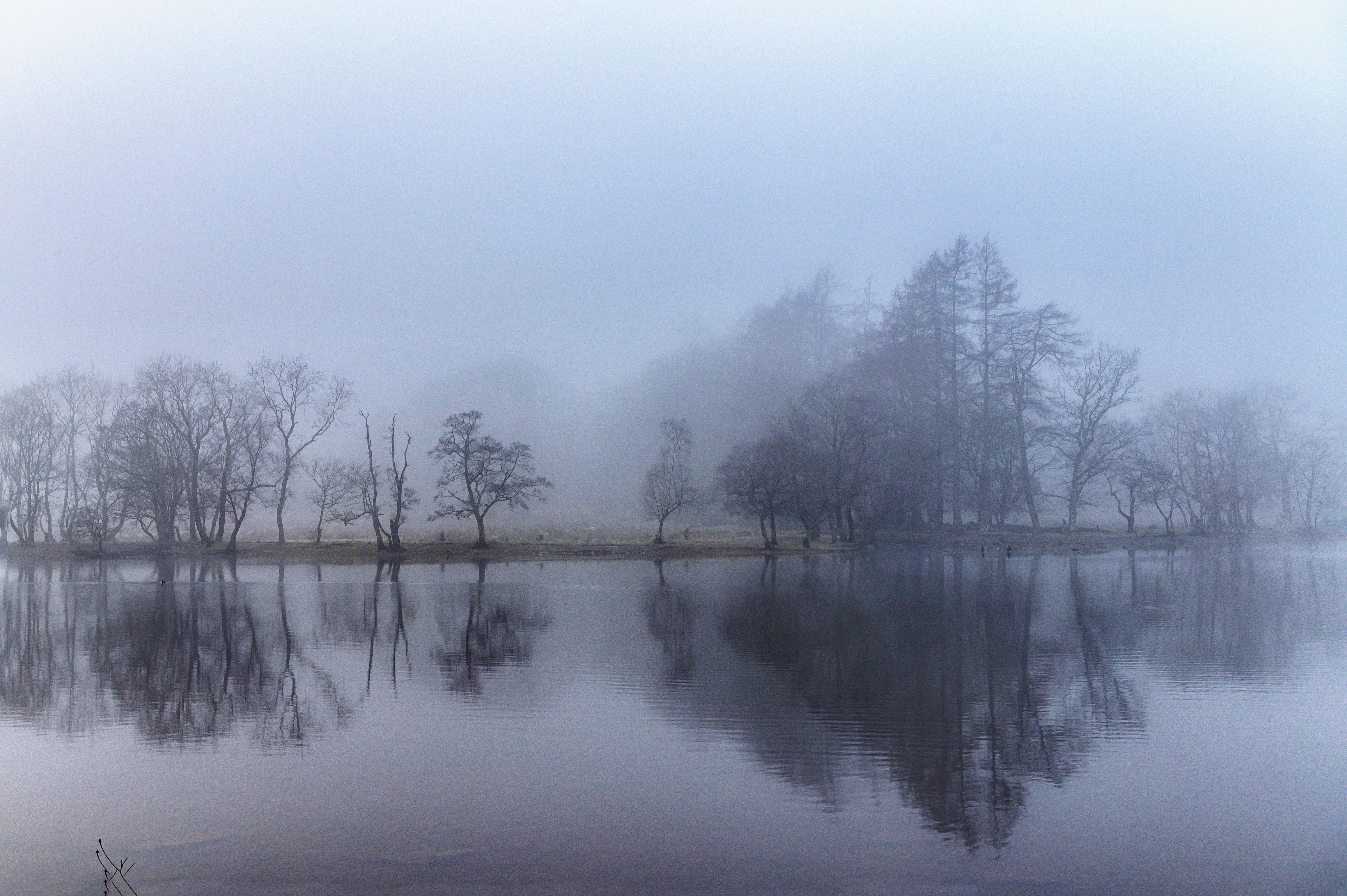 Misty Lake Reflection with Bare Trees · Free Stock Photo
